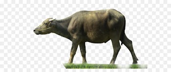 Water buffalo Clip art - Buffalo Transparent 