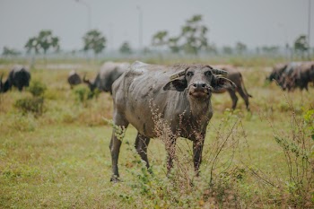 Water Buffalo on Green Grass