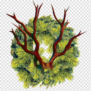 Water caltrop Eleocharis dulcis Wreath, water chestnut transparent background PNG clipart