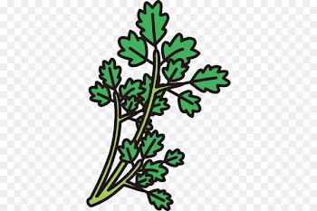 Water Celery Clip art Illustration Microsoft PowerPoint Plants -  
