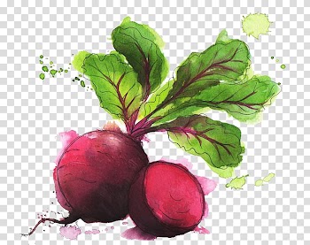 Water color carrot transparent background PNG clipart