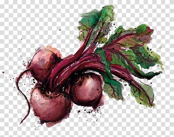 Water color carrot transparent background PNG clipart