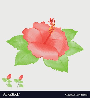 water color hibiscus flower or chinese rose