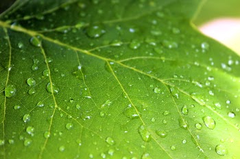 Water Dew on Green Leaf