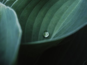 Water Dew on Green Leaf