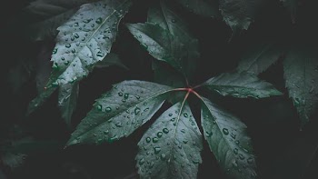 water dew on green leaf plant