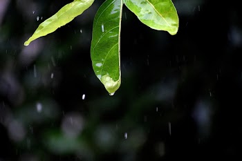 Water Dew on Green Leaves Close-up Photo