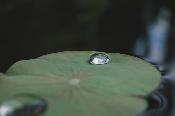 Water Dew on Green Lily Pod