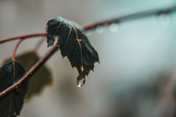 Water Dew on Leaf