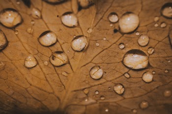 Water Dew On Leaf Macro Photography