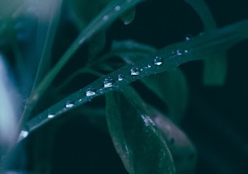 Water Dew on Leaves