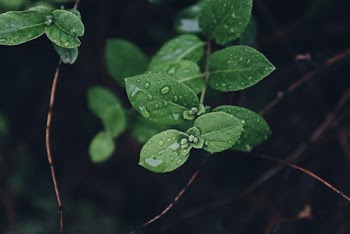 Water Dew on Leaves