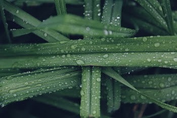 Water Dew on Plant