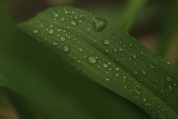 Water Dew Photo of Green Leaf Plant