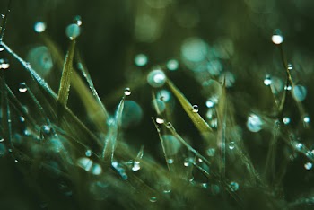Water Dews on Grasses