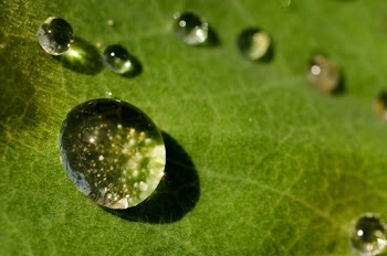 Water Dews on Green Leaf Surface