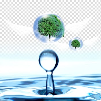 Water Drop Banner, Water droplets in the tree transparent background PNG clipart