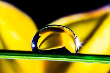Water Drop in Green Leaf
