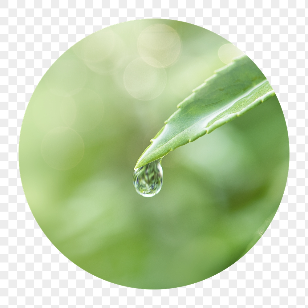 Water drop leaf png badge | Free PNG - rawpixel