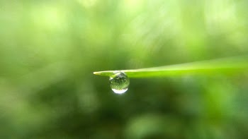 Water Drop On Green Leaf