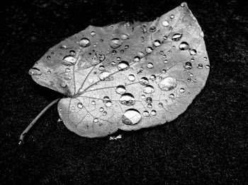 Water Drop on Leaf