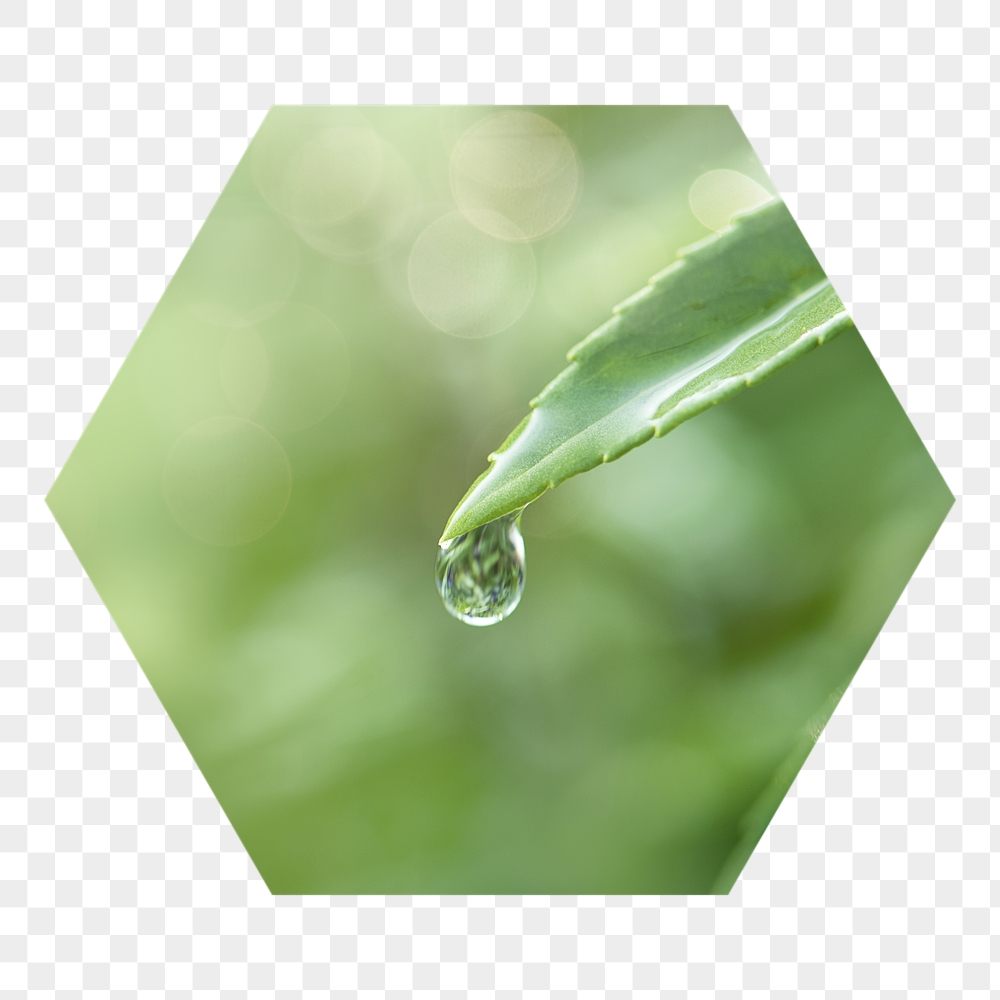 Water drop png leaf badge | Free PNG - rawpixel