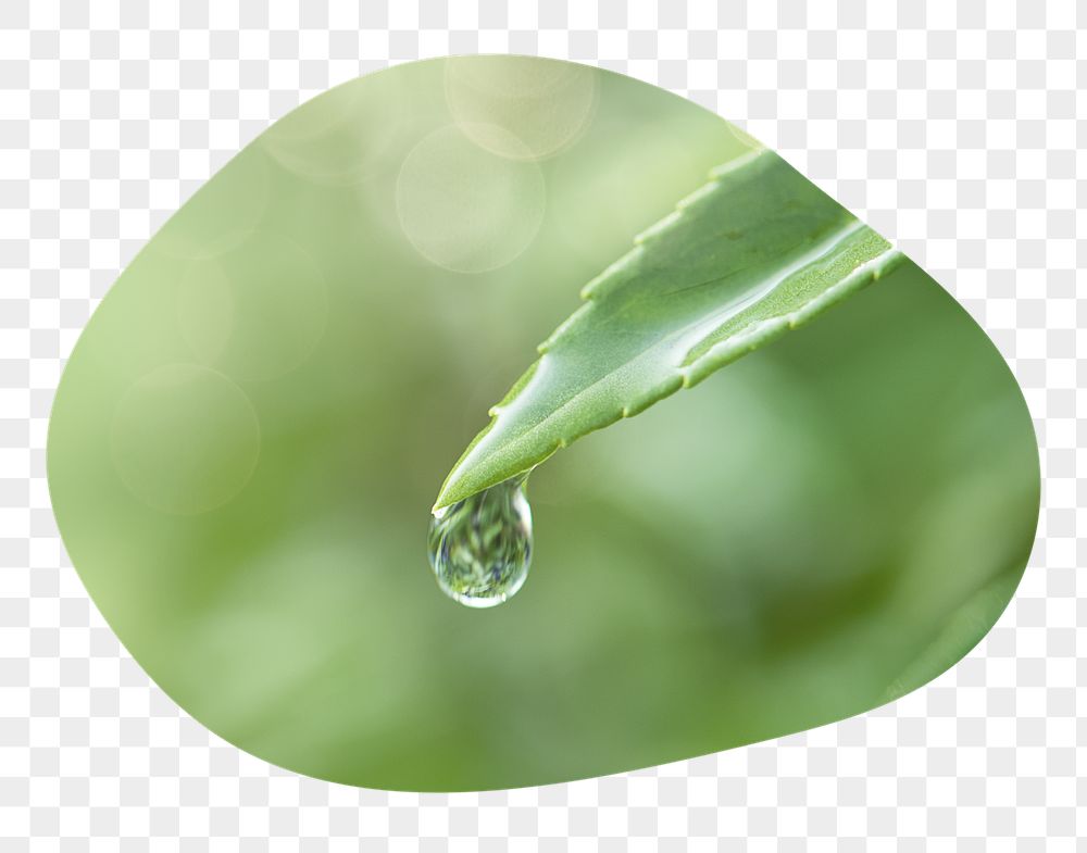 Water drop png leaf badge | Free PNG - rawpixel