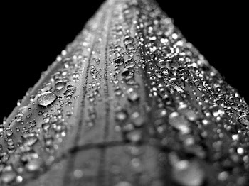 Water Droplets Macro Photograply