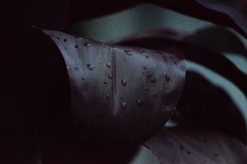water droplets on brown leaf