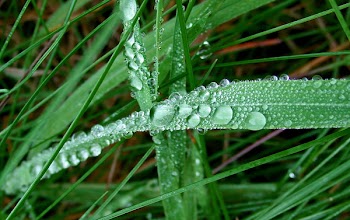 Water Droplets on Green Leaf