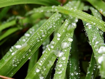 Water Droplets on Green Leaves