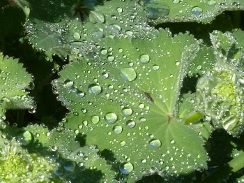 Water Droplets on Leaves