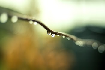 Water Droplets on Plant Branch in Tilt Shift Lens Photography