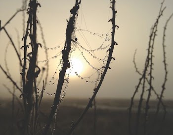 water droplets on plants