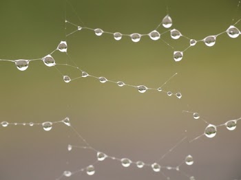 Water Droplets on Spider Web