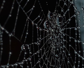 Water Droplets on Spider Web