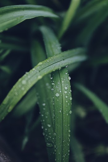 Water Drops on Green Leafed Plant