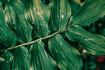 Water Drops on Green Leaves
