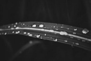 water drops on leaf