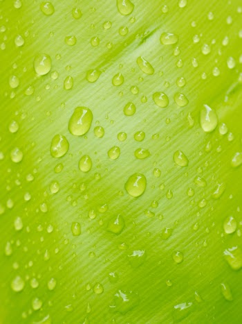 Water Drops on Leaf