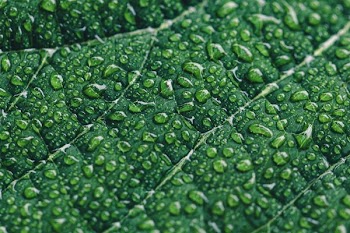 Water Drops On Leaf