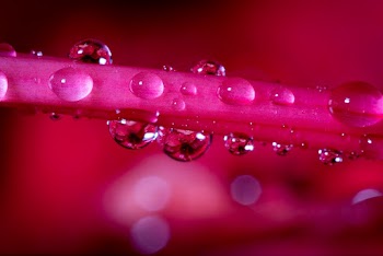 Water Drops on Pink Stem