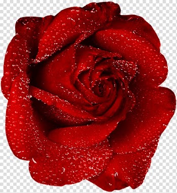 Water drops on red rose, Rose , Red Rose With Dew transparent background PNG clipart