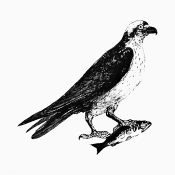 Water eagle bird drawing | Free stock vector - 572696