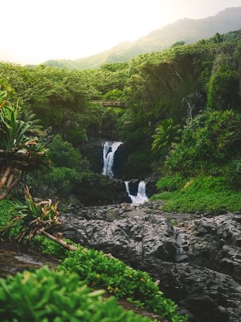 water falls on forest