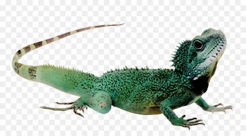 Water Filter Reptile Drinking Fountains Water Dispensers -  