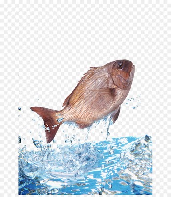 Water Fish Clip art - Bream jumped out of the water 