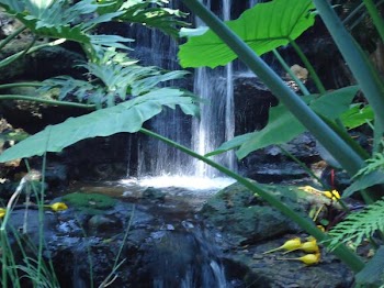 Water garden MGDÂ©.jpg