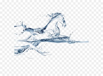 Water horse Wallpaper - Horse in water 