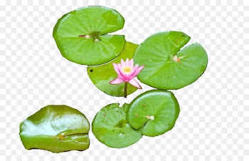 Water lilies Clip art Portable Network Graphics Image Openclipart - agriculturepng background 